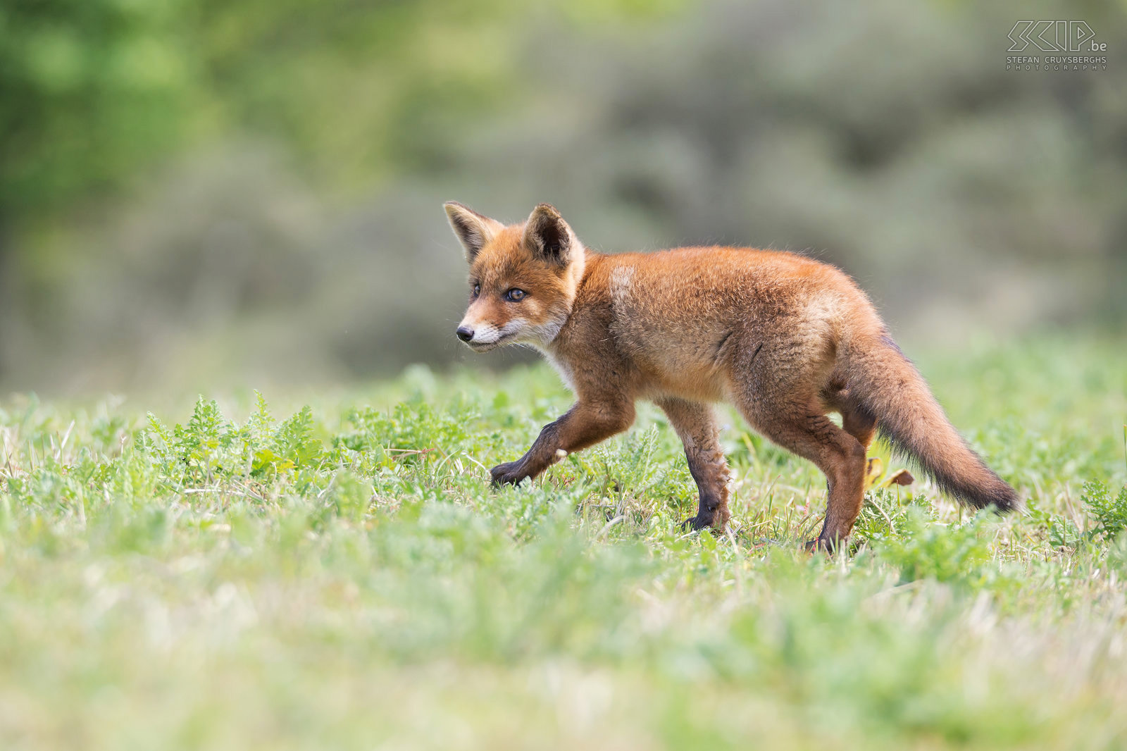 Fox cub Red foxes reach adult proportions at the age of 6–7 months and then they go their own way. In the wild they typically do not survive past 5 years of age. Stefan Cruysberghs